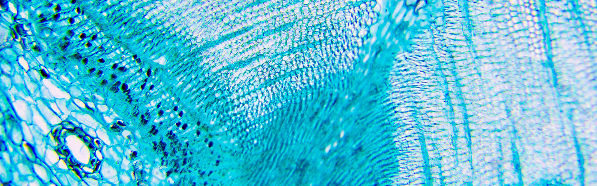 blue-cells-closeup